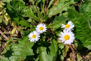植物草地上的雏菊白色小花朵2
