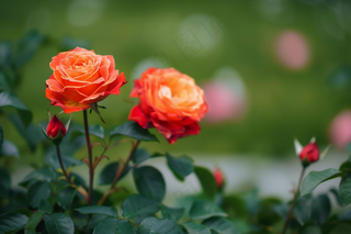 玫瑰花鲜花花朵摄影图