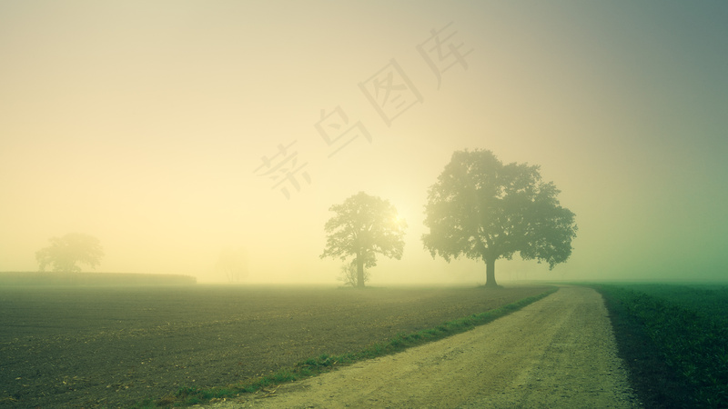 云雾森林图片