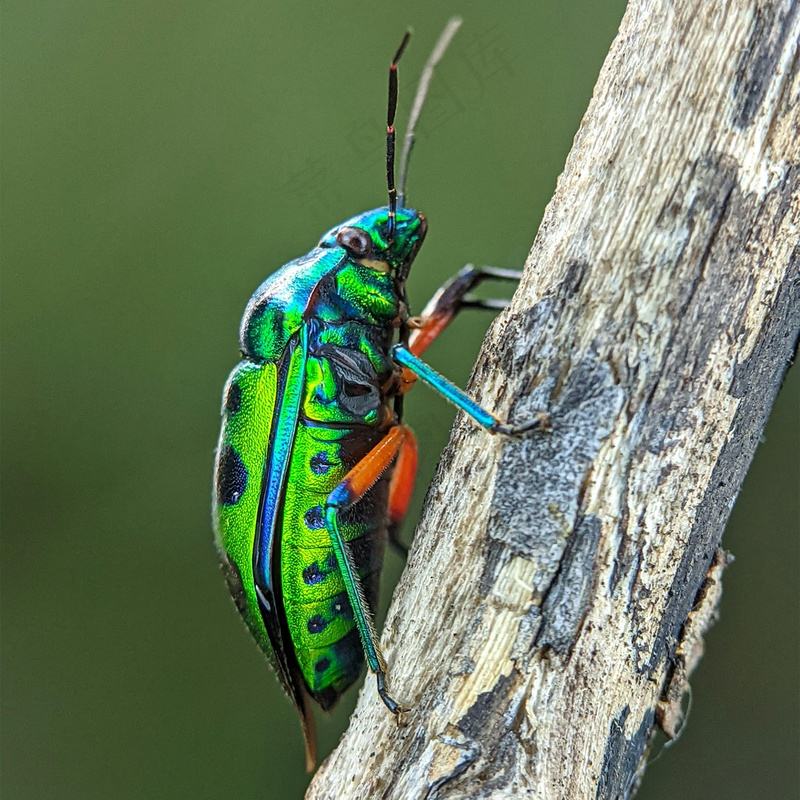 翠绿闪光甲虫爬树图