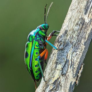 翠绿闪光甲虫爬树图