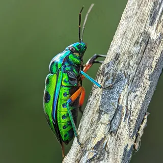 翠绿闪光甲虫爬树图