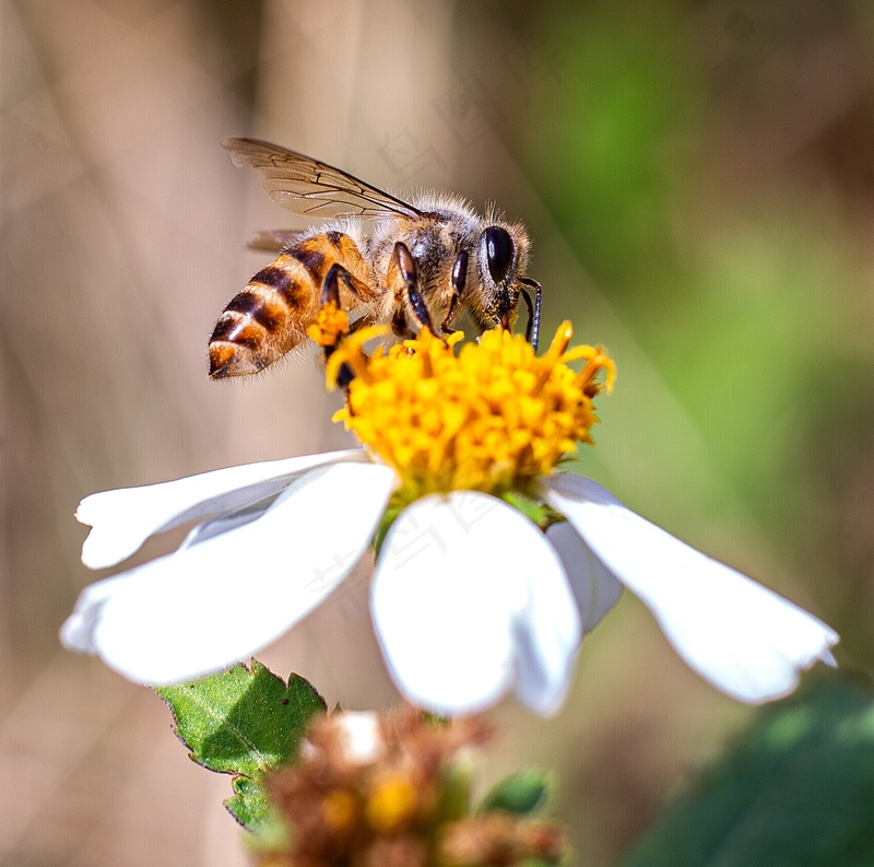 昆虫蜂蜜授粉特写3