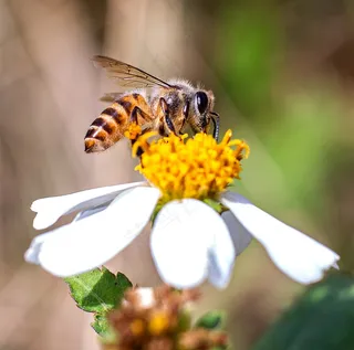 昆虫蜂蜜授粉特写3