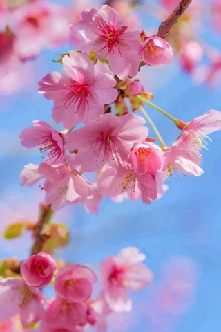 春天樱花盛开粉色浪漫唯美立春春分惊蛰摄影图