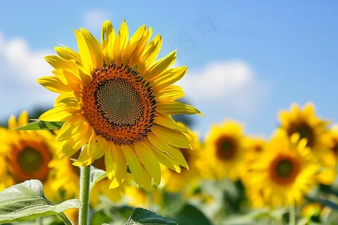 向日葵向阳鲜花摄影图