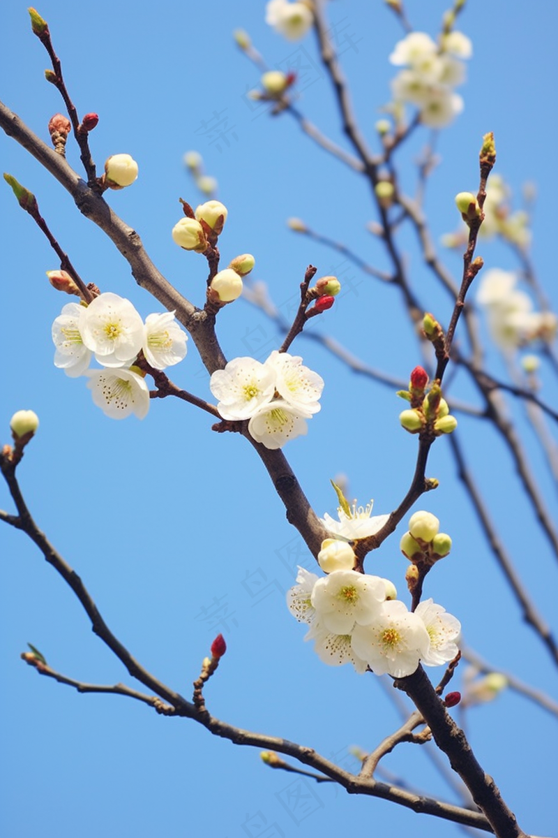 白梅花春天树枝抽新芽蓝天摄影图