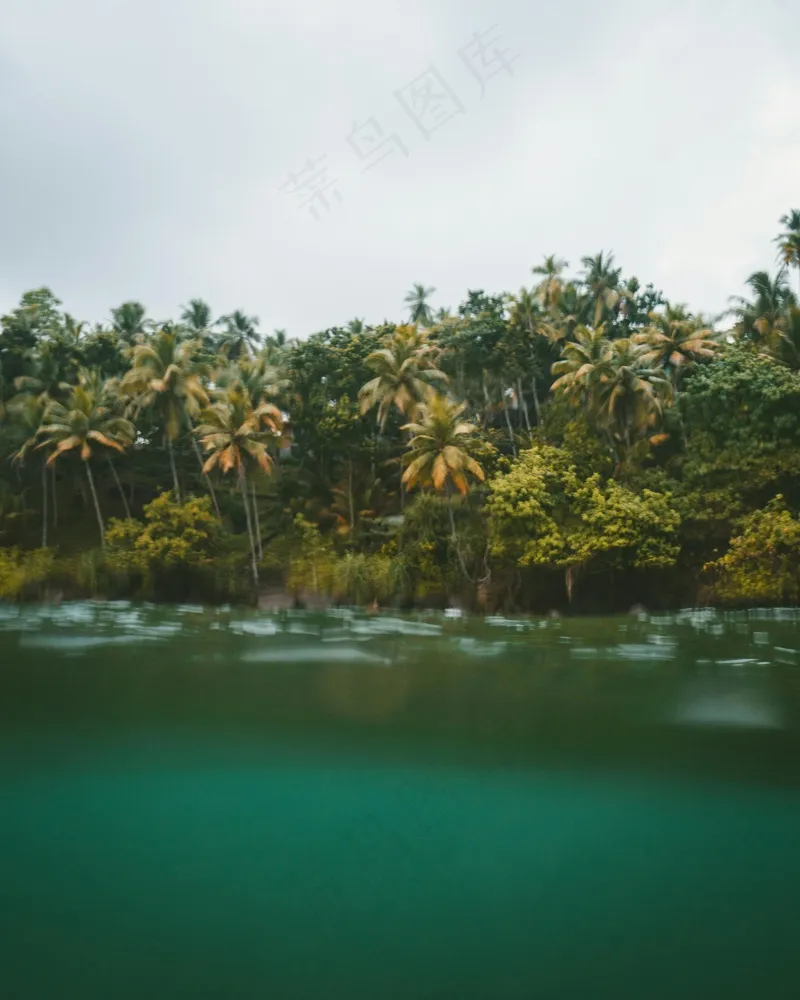 宁静热带椰林与碧绿水域
