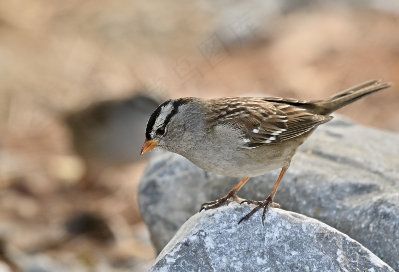 岩石上的白冠麻雀动物实拍