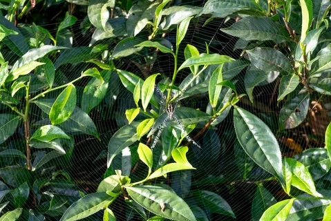 户外茶叶茶园 户外茶叶茶园
