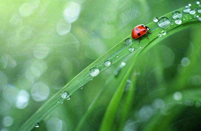 春天绿叶上的昆虫瓢虫露珠 雨水谷雨寒露摄影图(1344x880)