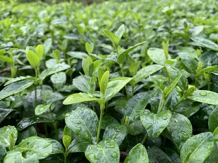 户外茶叶茶园 户外茶叶茶园