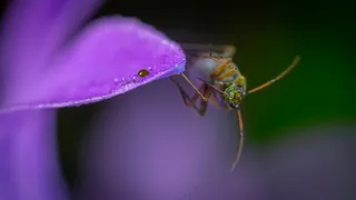 紫色花瓣上的小昆虫和露珠