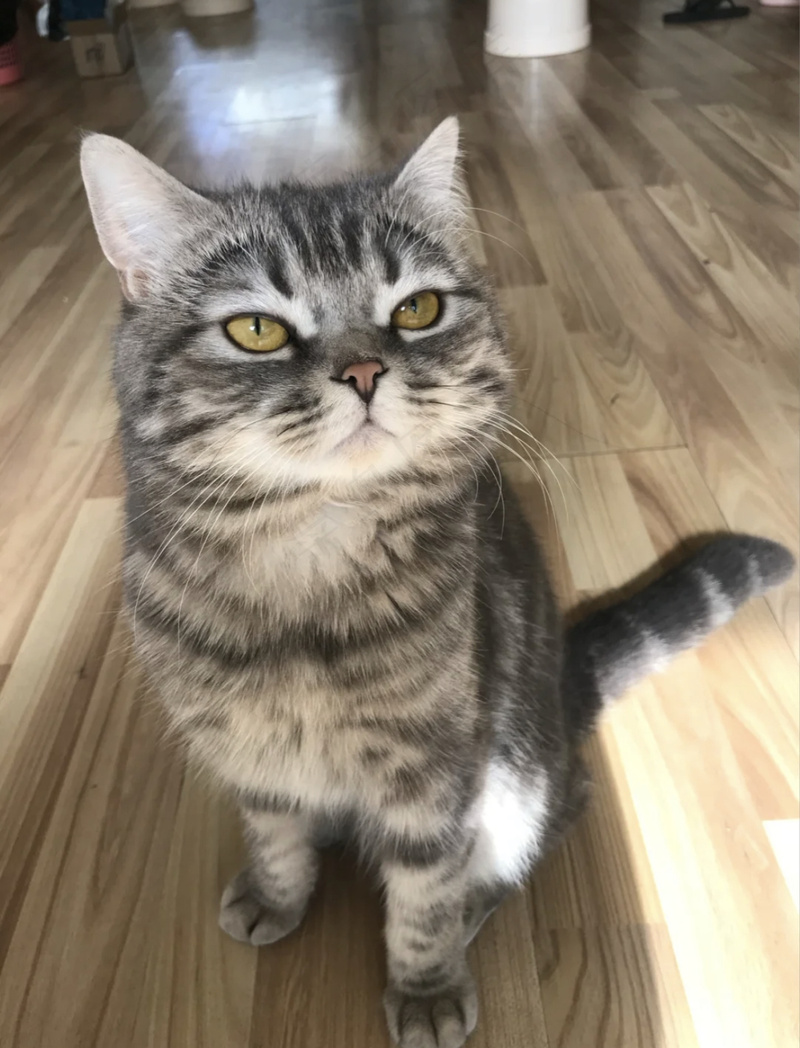 可爱猫咪摄影