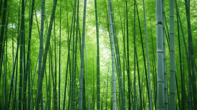 竹林竹叶竹子绿色摄影图(4368x2448)