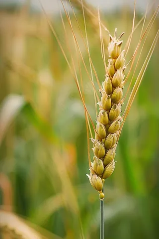 金秋麦芒麦穗秋收摄影图