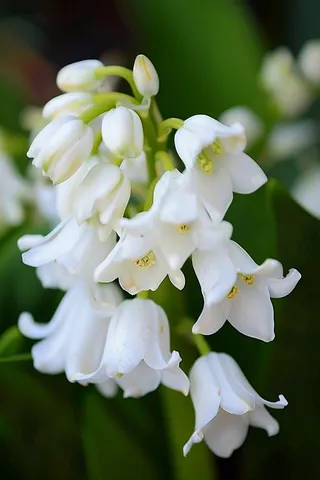 铃兰花植物花朵摄影图