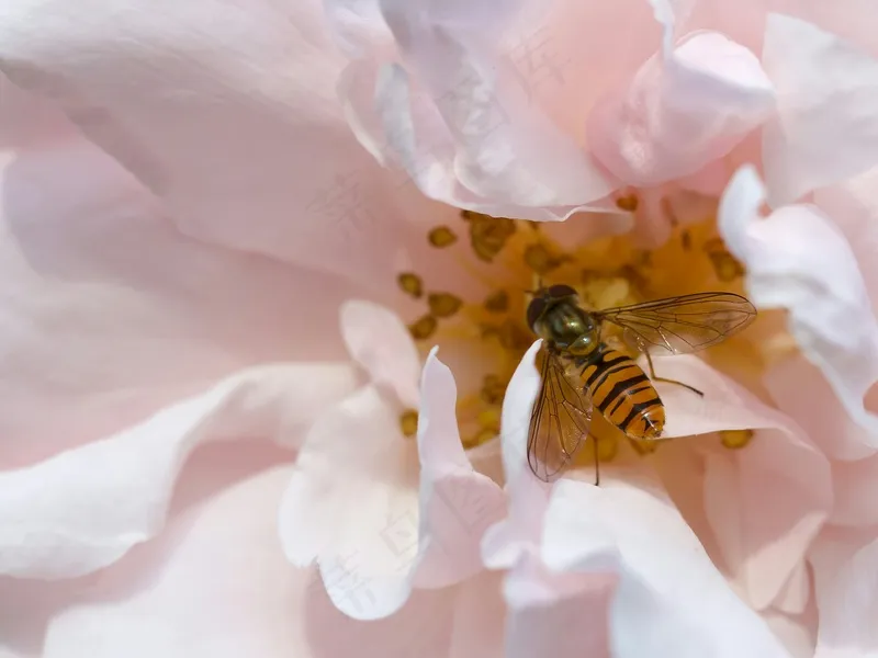 花间舞者翩翩飞——轻柔粉色的花园掠影