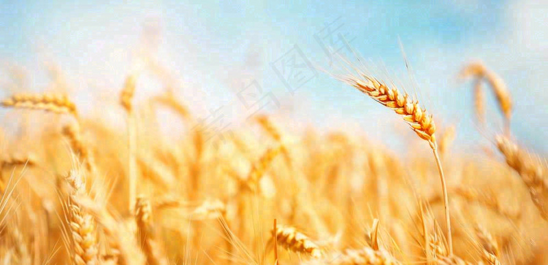 秋天成熟小麦地金黄小麦穗粮食芒种摄影图