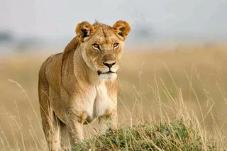 狮子动物非洲草原保护动物摄影图
