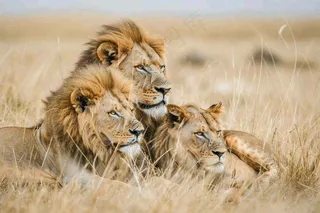 狮子雄狮动物非洲大草原保护动物摄影图