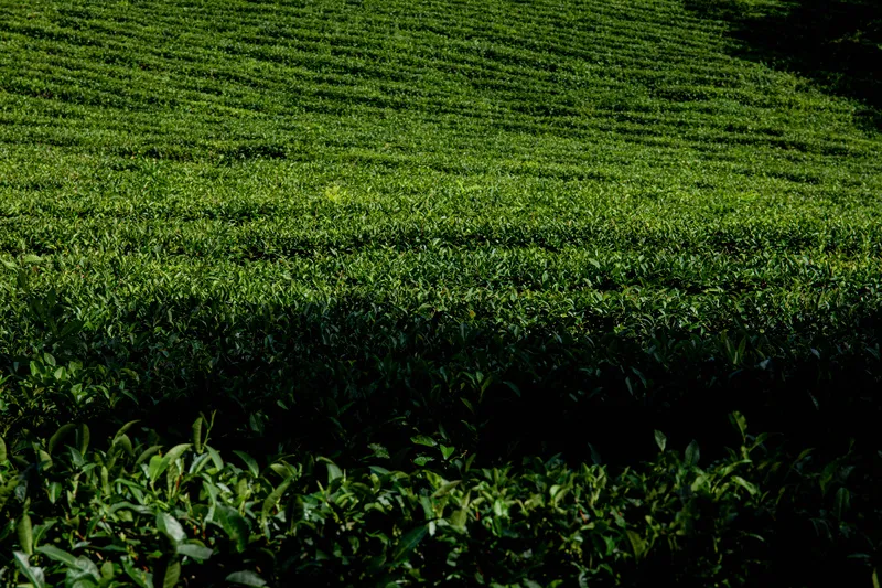 户外茶叶茶园