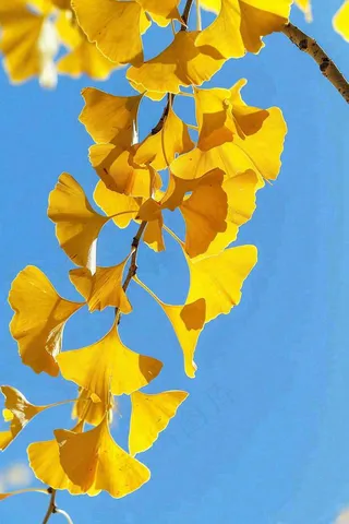 秋天黄色银杏叶树蓝色背景立秋处暑摄影图