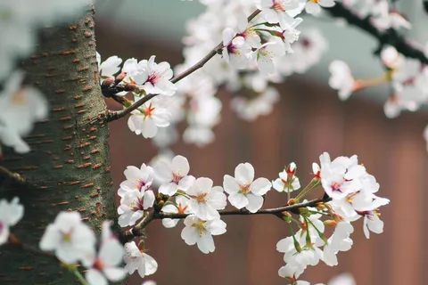 春日樱花花朵摄影图