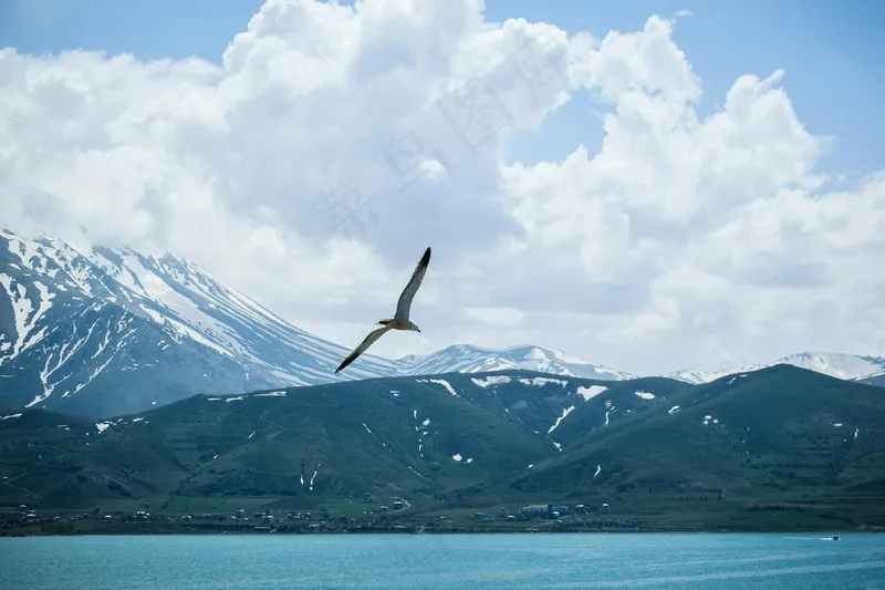 雪山之巅的海鸥