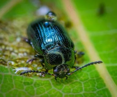 翠绿昆虫在叶子上的特写镜头 翠绿昆虫在叶子上的特写镜头