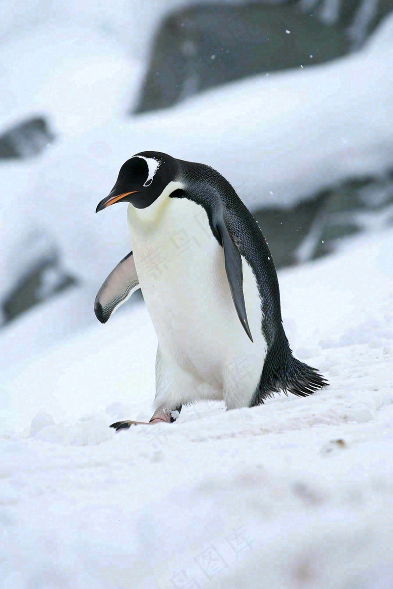 冰雪天地的企鹅寒冷动物摄影图