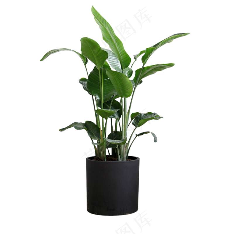 绿色植物绿植室内装饰png免抠图