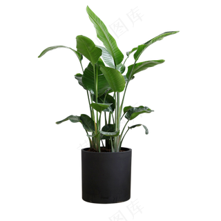 绿色植物绿植室内装饰png免抠图