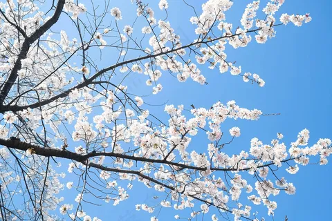 春日樱花花朵摄影图