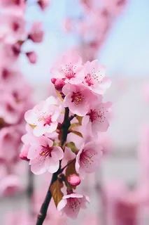 粉色桃花树枝春天春分摄影图 粉色桃花树枝春天春分摄影图