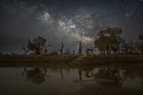 胡杨林图片 高清 元素 照片