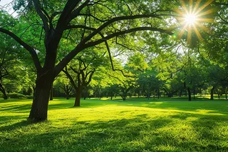 春天公园草地阳光摄影图