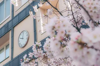 春日樱花花朵摄影图