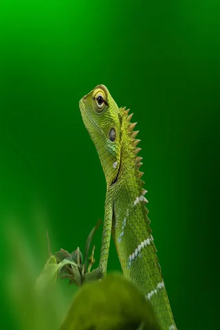 绿色的不知名昆虫