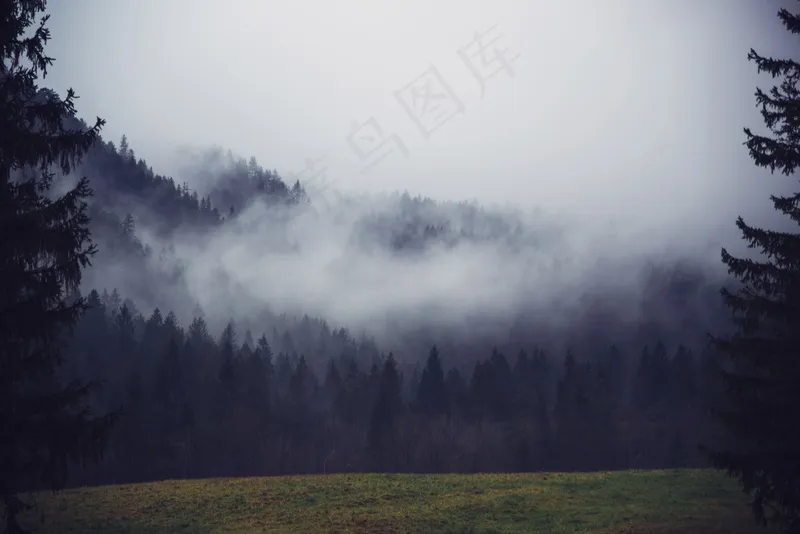 云雾森林图片
