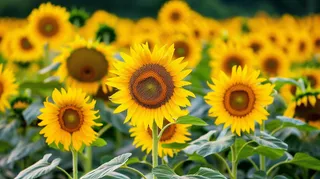 向日葵向阳鲜花摄影图