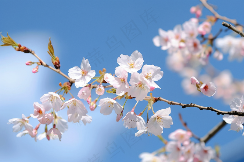 春日樱花花朵摄影图(4032x2688)