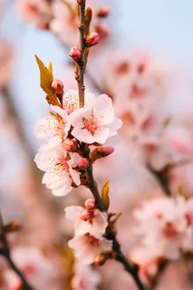 春天桃花粉色花朵摄影图 春天桃花粉色花朵摄影图