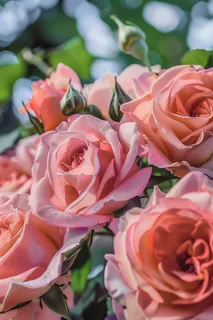 玫瑰花鲜花花朵摄影图