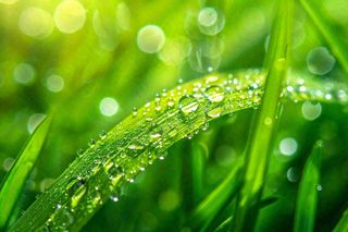 春天草丛叶片上挂满露珠雨滴立春春分雨水谷雨摄影图