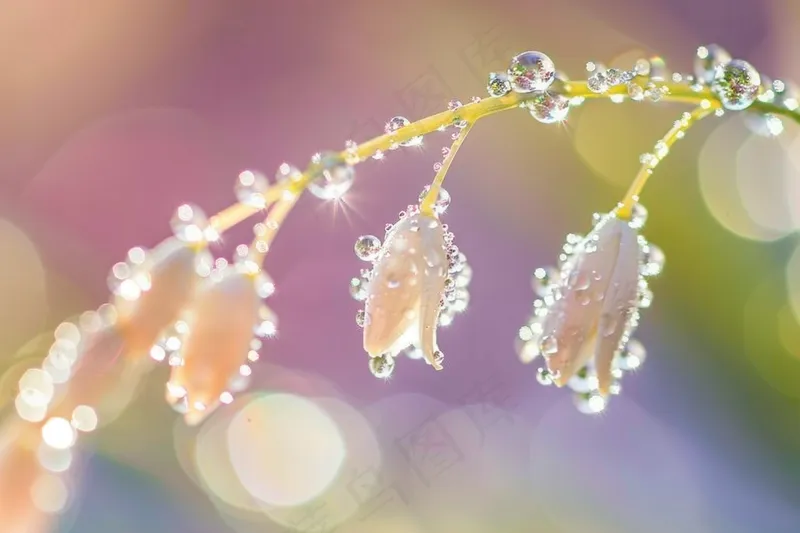 铃兰花植物花朵摄影图(4032x2688)