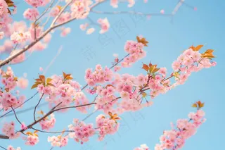 春日樱花花朵摄影图