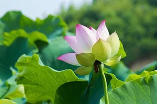 夏日荷花荷叶摄影图