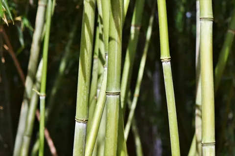 户外竹林竹子 户外竹林竹子