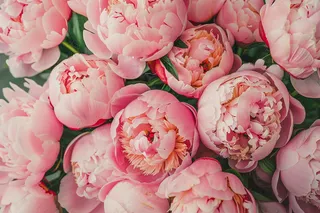 牡丹花国花鲜花摄影图